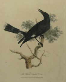 John White's birds